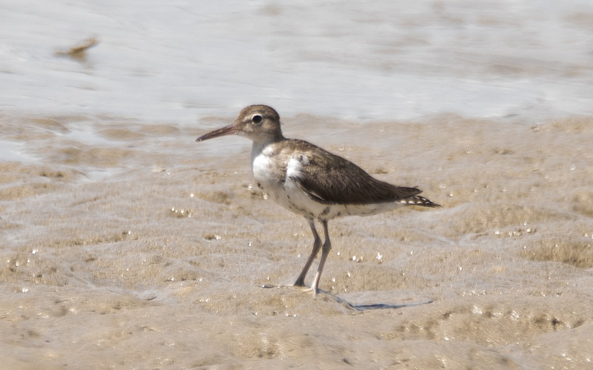 Набережник плямистий - ML646362199