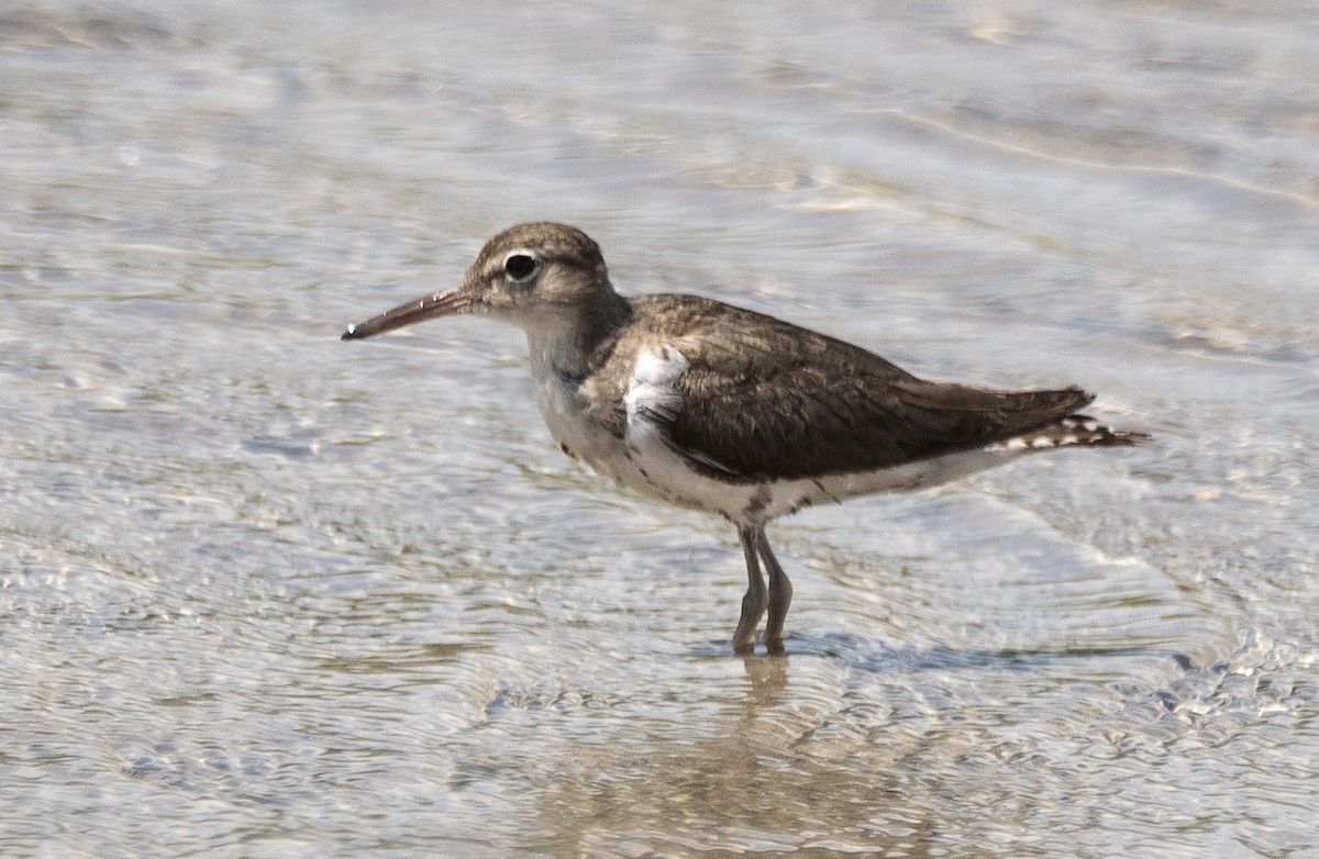Набережник плямистий - ML646362200