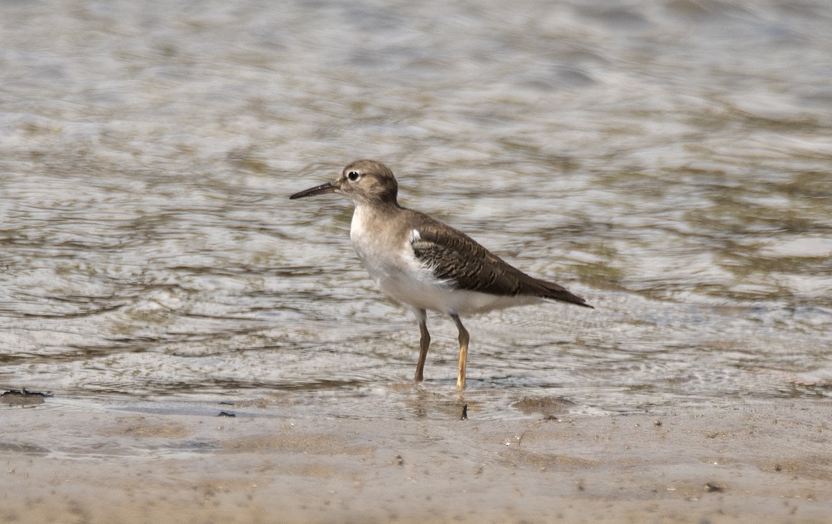 Набережник плямистий - ML646362201