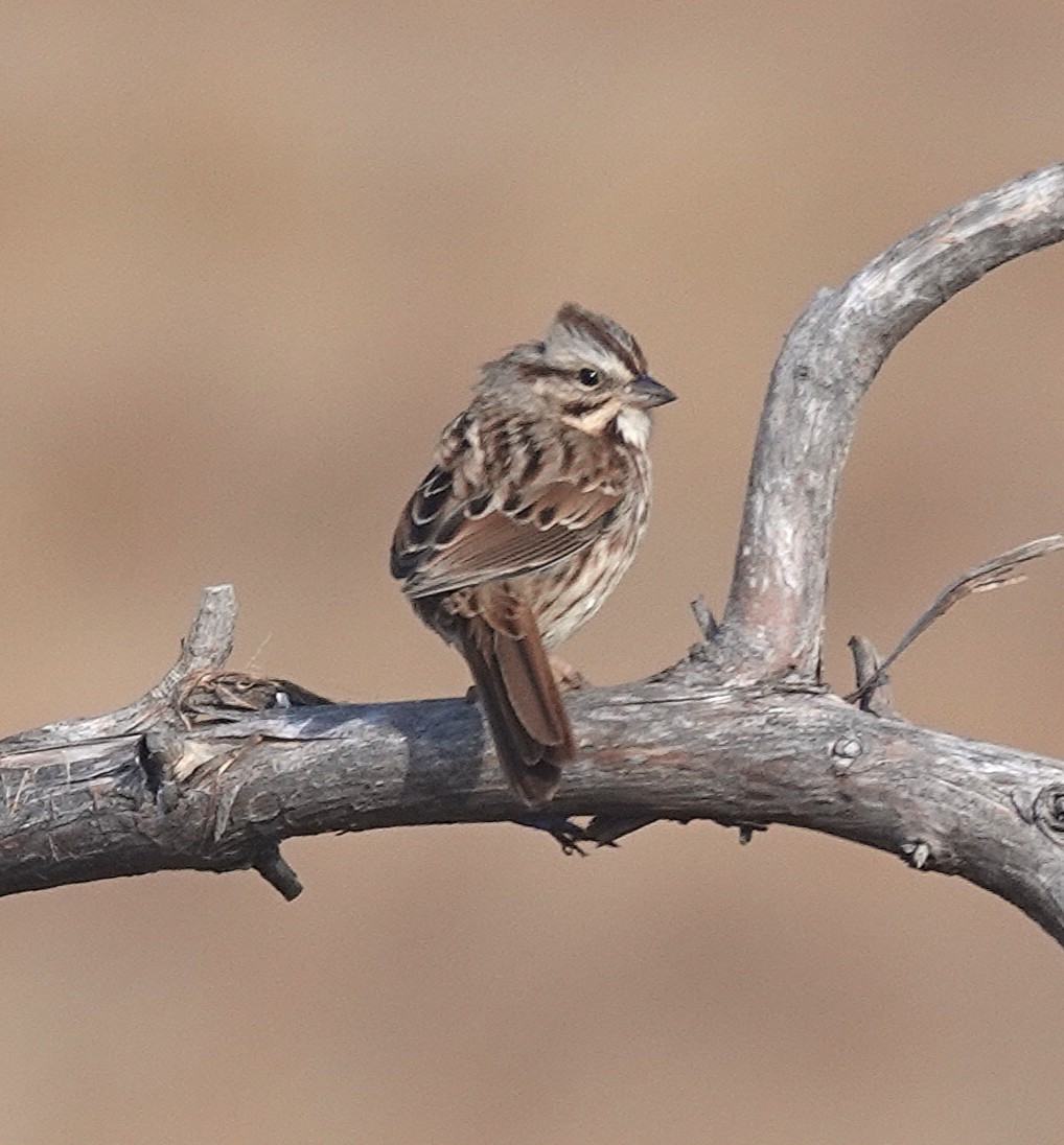 Swamp Sparrow - ML646362202