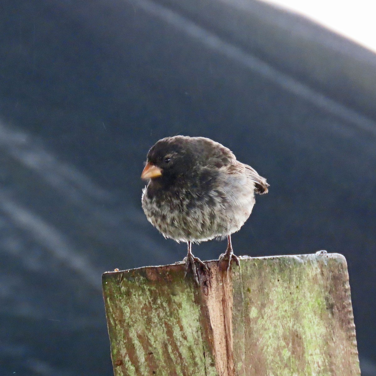 Землянчик середній - ML646362203