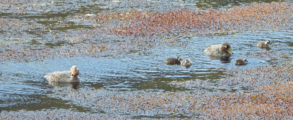 Качка-пароплав патагонська - ML646362204