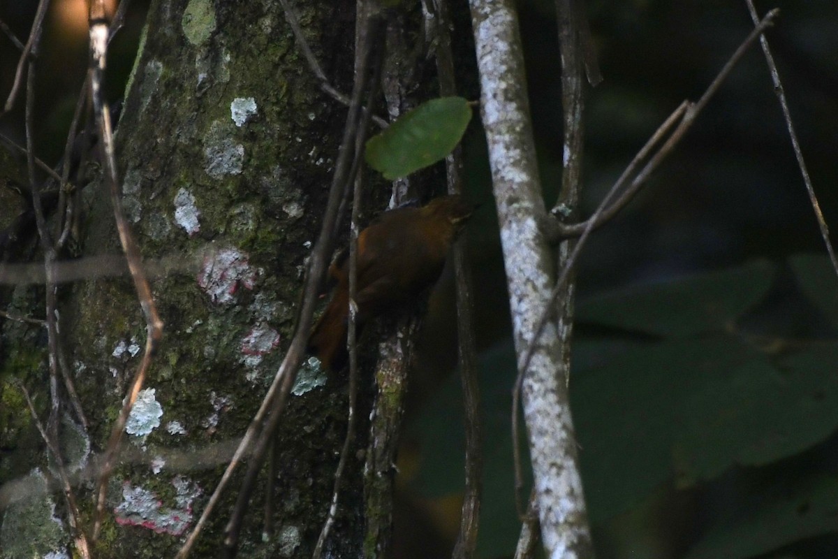 Northern Plain-Xenops - ML646362205