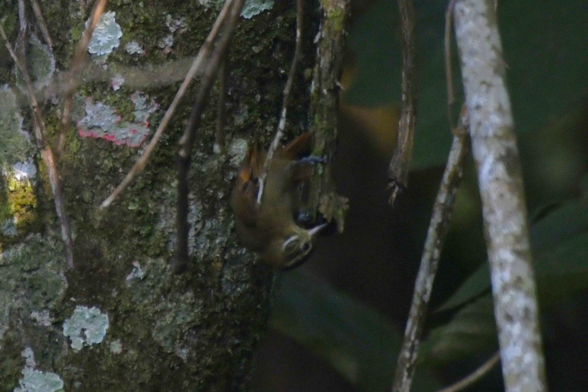 Northern Plain-Xenops - ML646362206