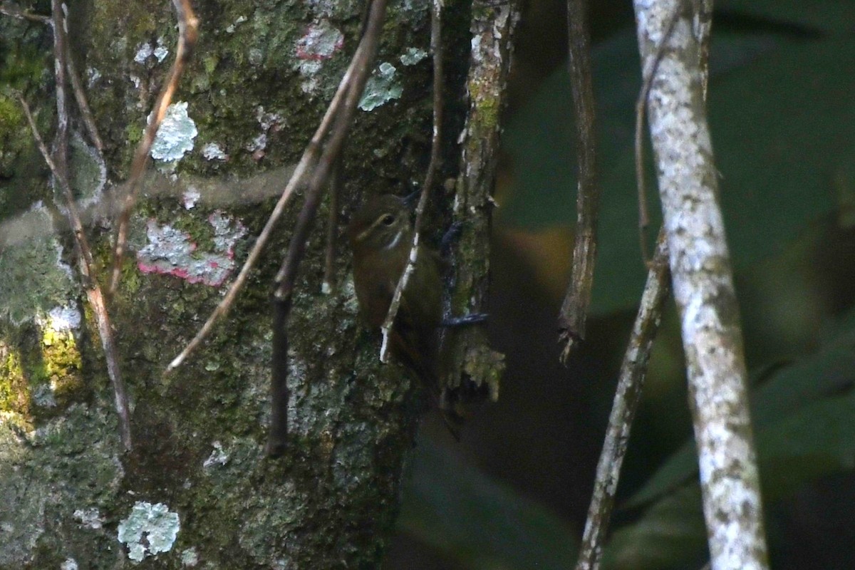 Northern Plain-Xenops - ML646362207