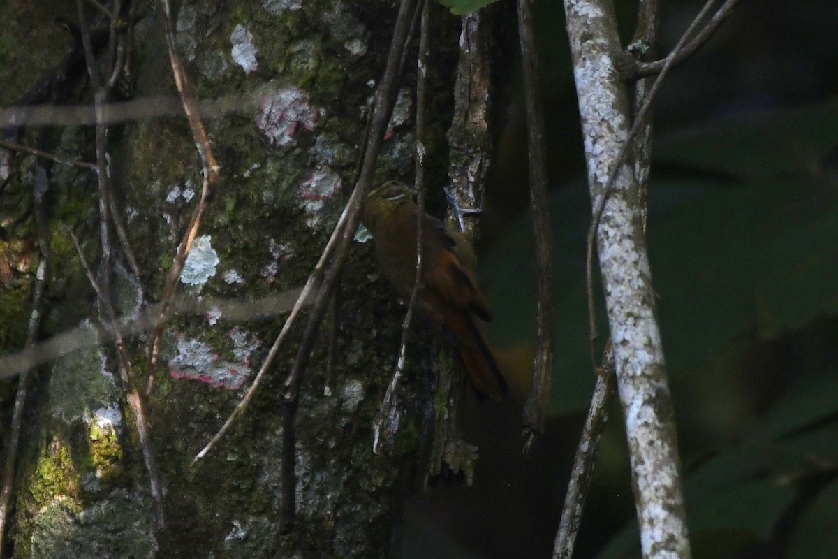 Northern Plain-Xenops - ML646362208