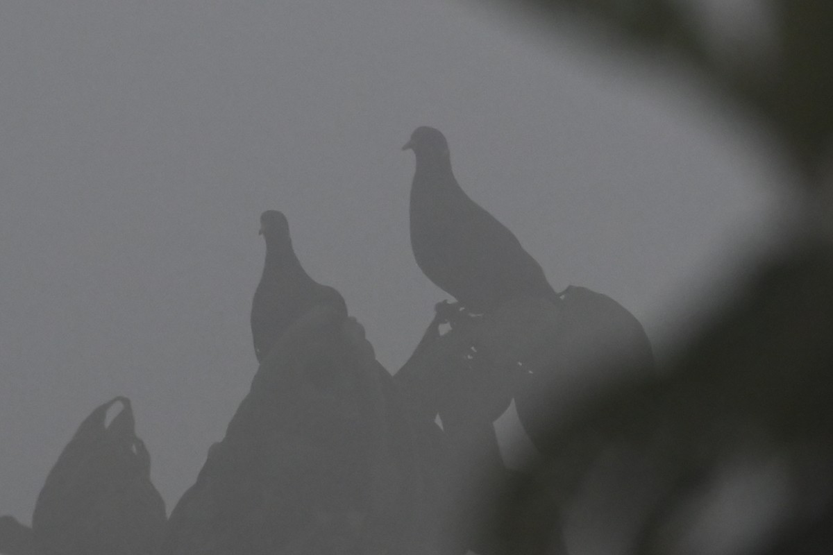 Голуб каліфорнійський - ML646362209