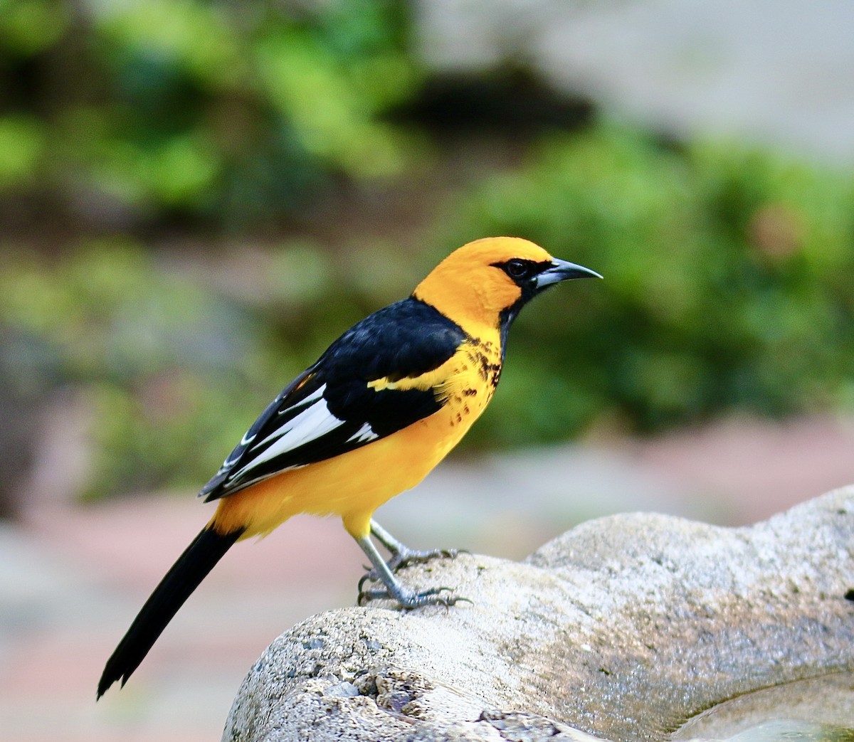 Трупіал плямистоволий - ML646362210