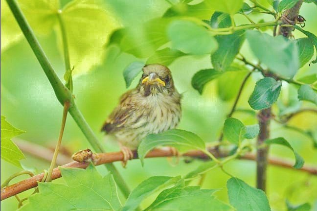 Карнатка польова - ML646362215