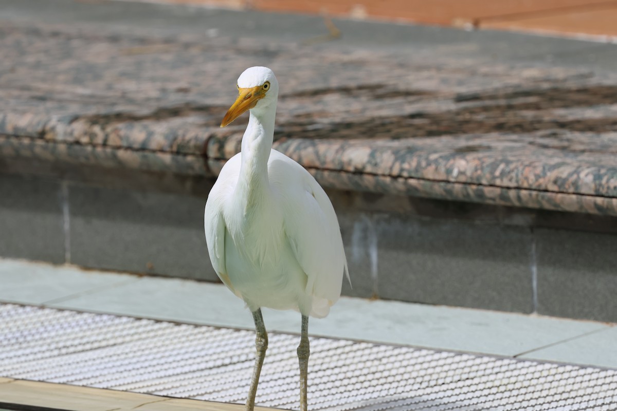 Чепура тихоокеанська - ML646362217