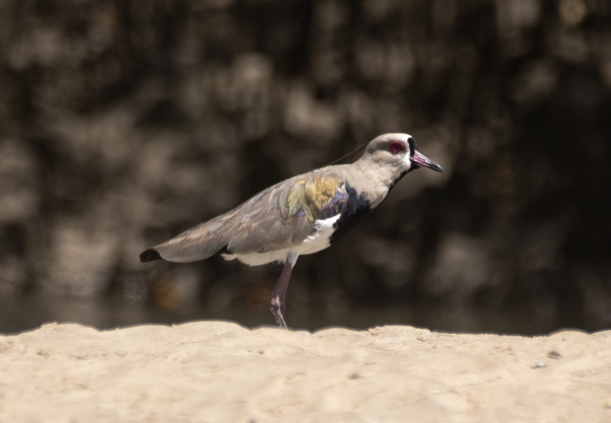 Чайка чилійська - ML646362218