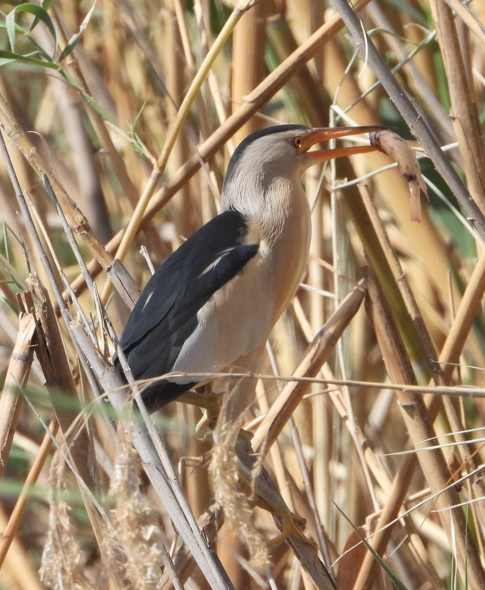 Бугайчик звичайний - ML646362219