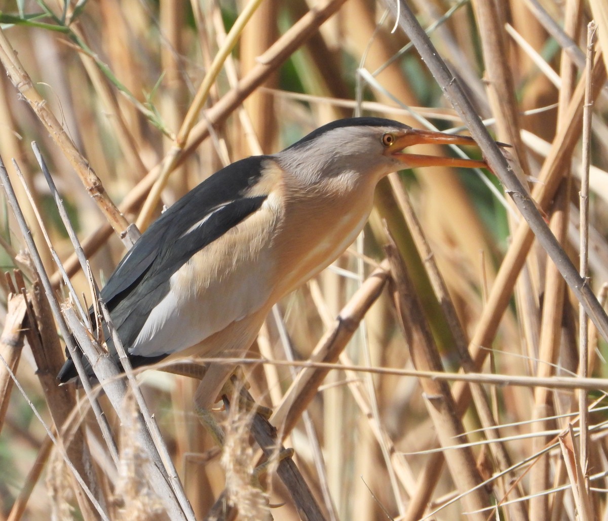 Бугайчик звичайний - ML646362220
