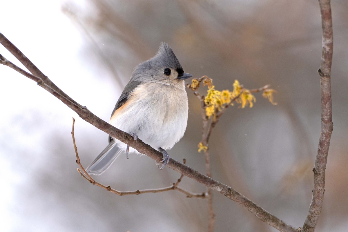 Синиця гострочуба - ML646362221