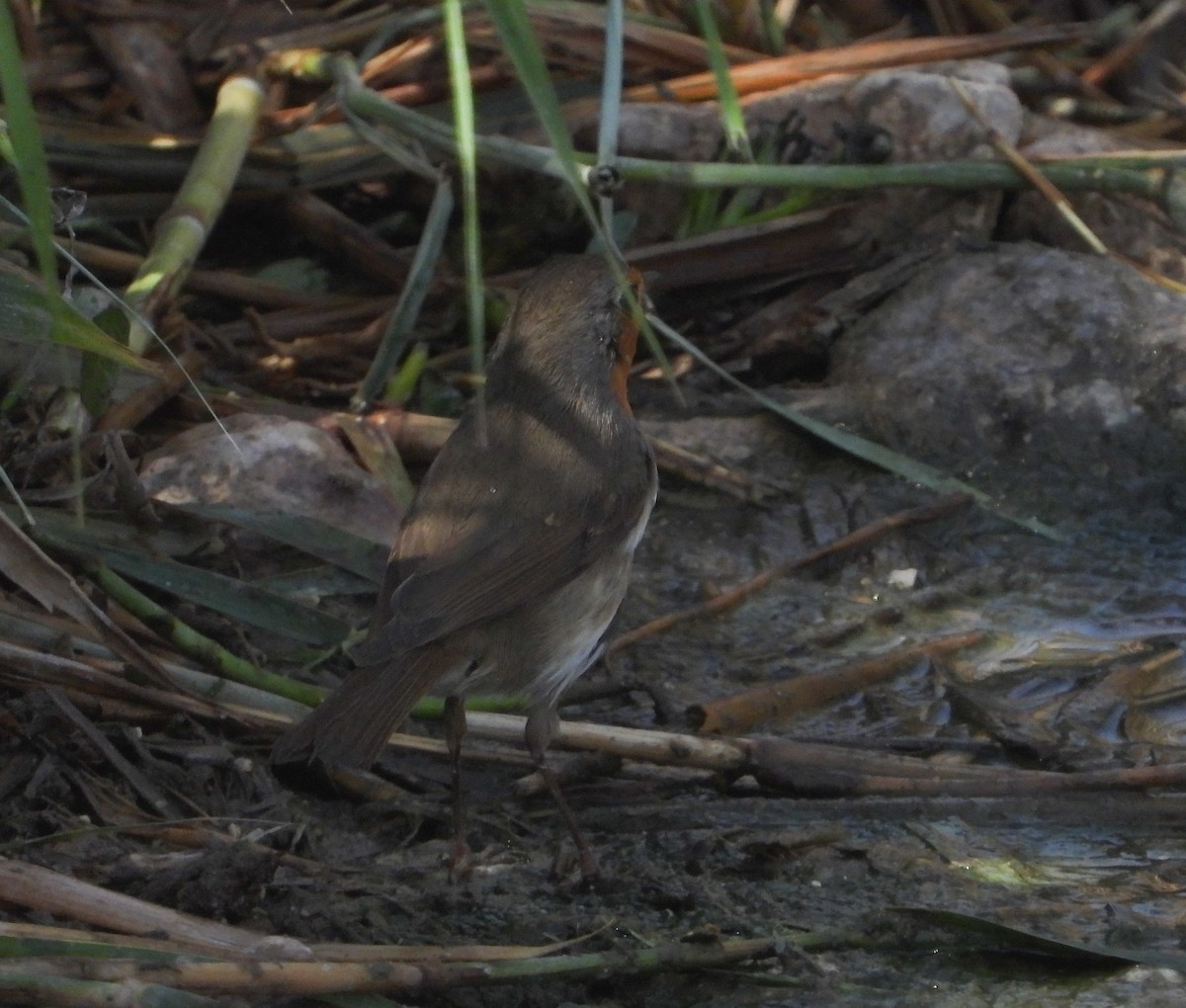 Вільшанка - ML646362222