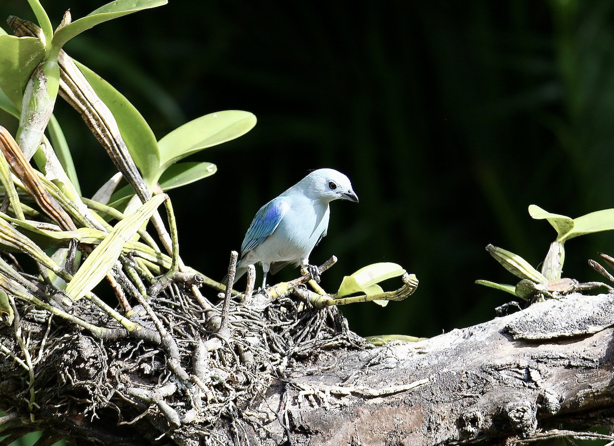 Саяка блакитна - ML646362223