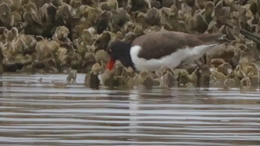 Кулик-сорока американський - ML646362224