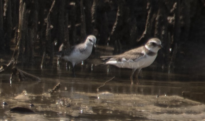 Побережник тундровий - ML646362225