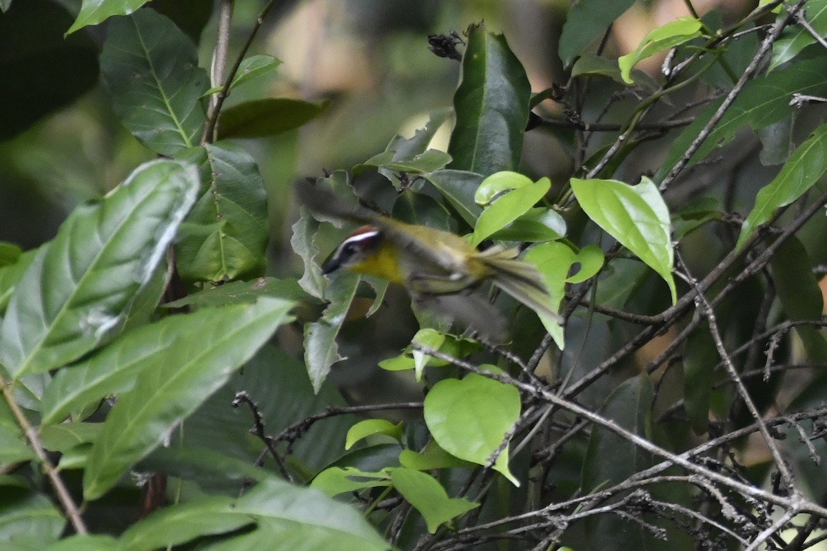 Коронник рудоголовий - ML646362227