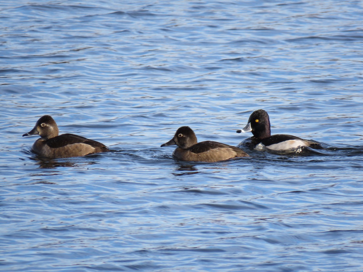 Чернь канадська - ML646362228