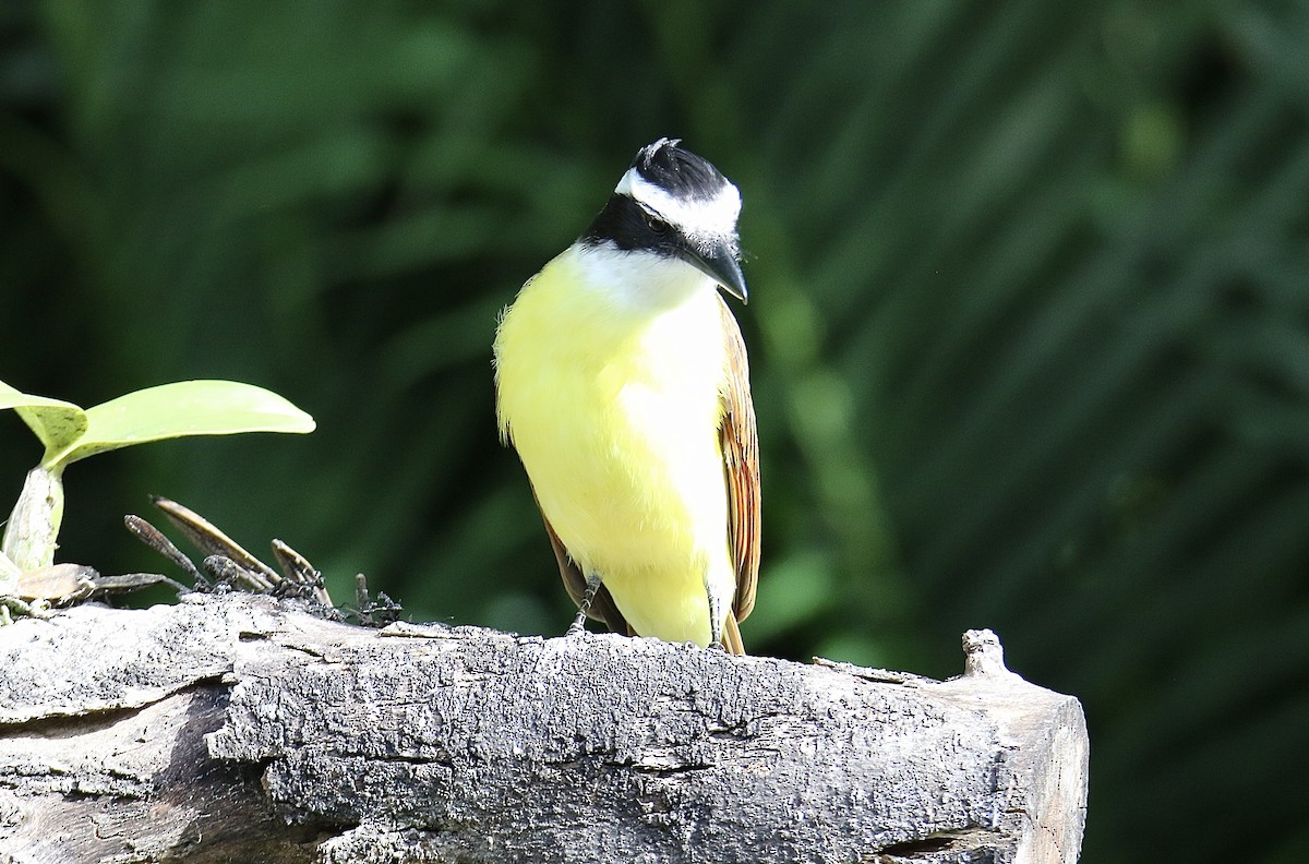 Пітанга велика - ML646362231