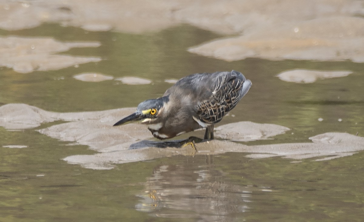 Чапля смугаста - ML646362232