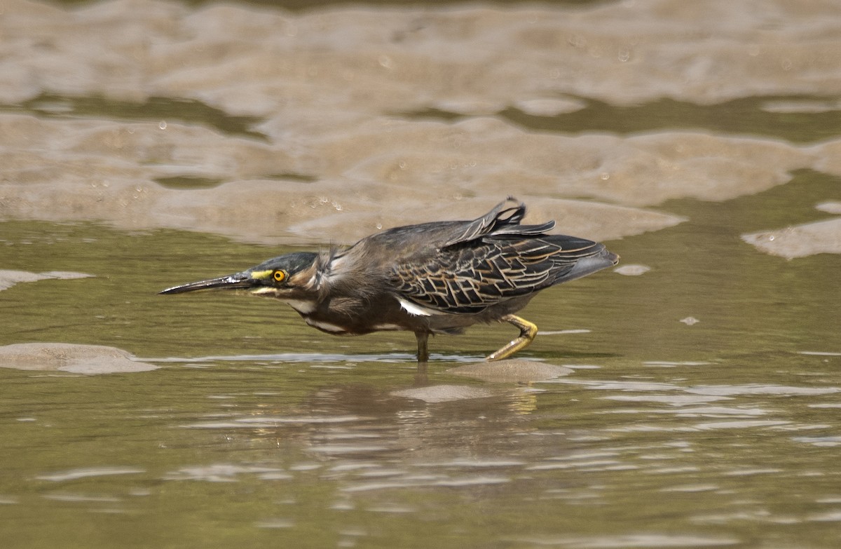 Чапля смугаста - ML646362233