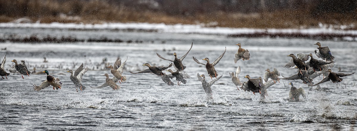 American Black Duck - ML646362234