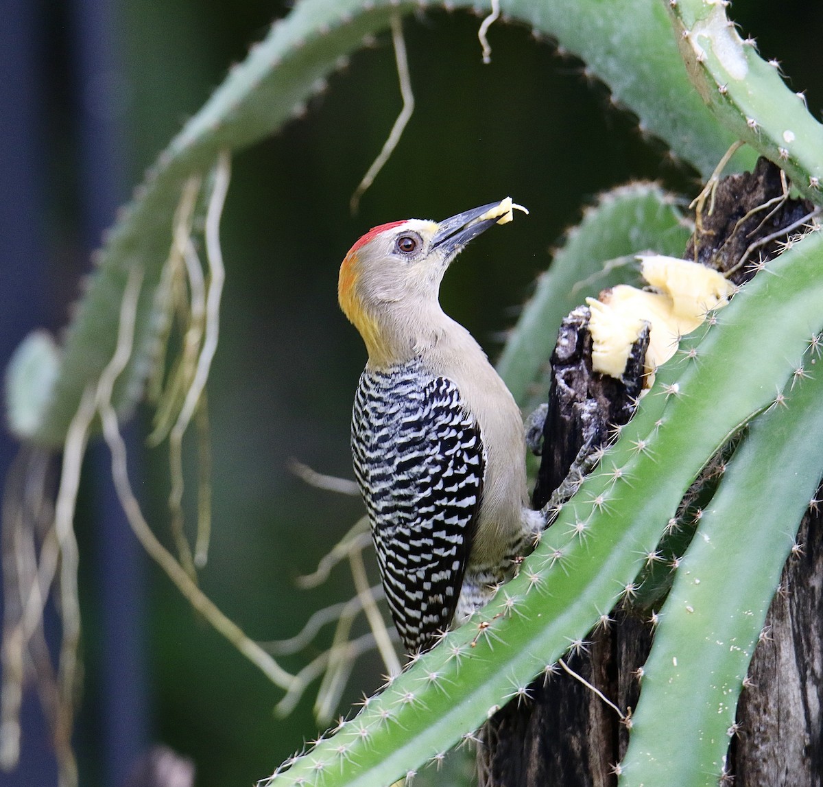 Hoffmann's Woodpecker - ML646362235