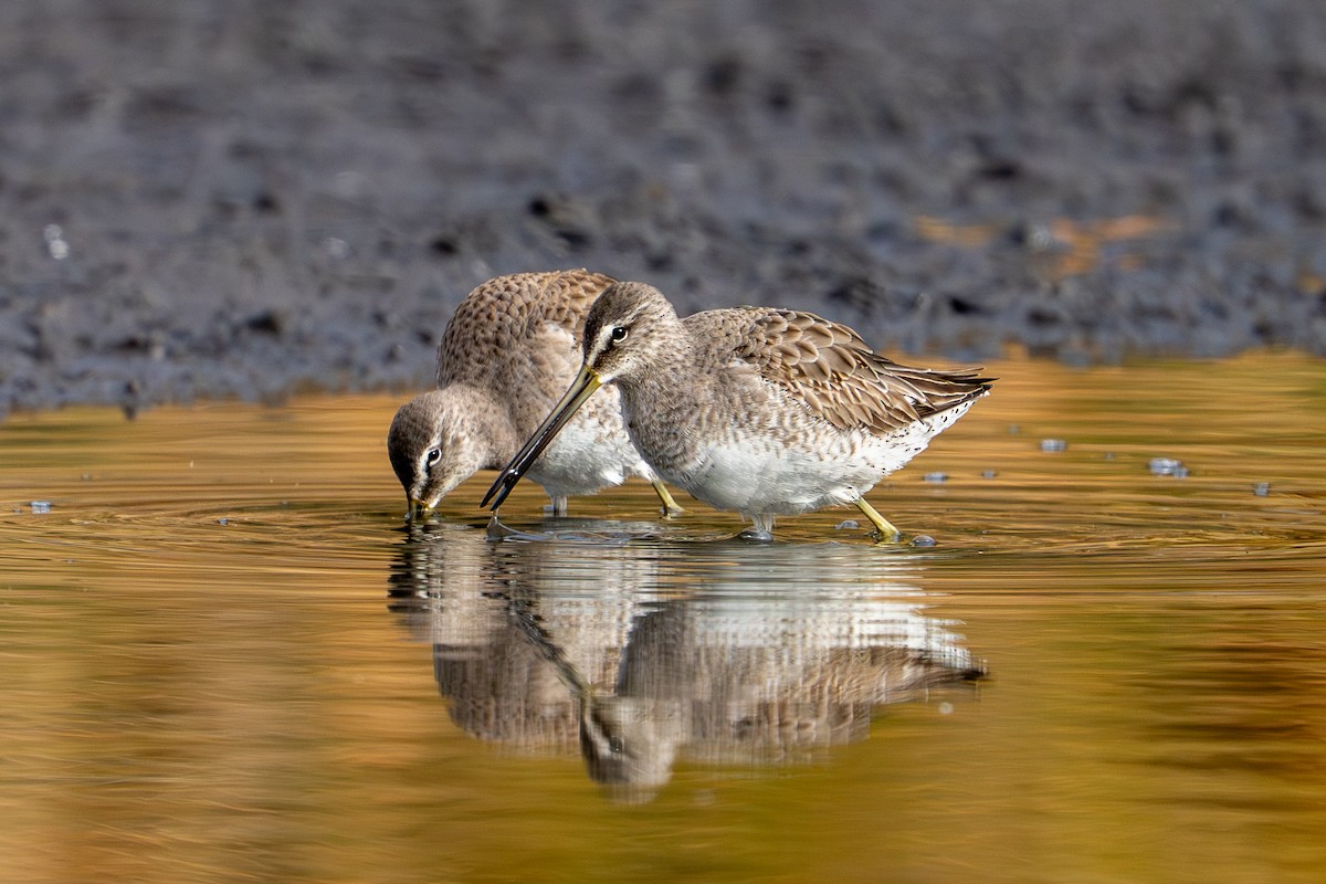 Long-billed Dowitcher - ML646362242