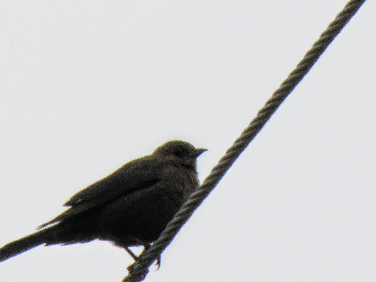 Brewer's Blackbird - ML646362252