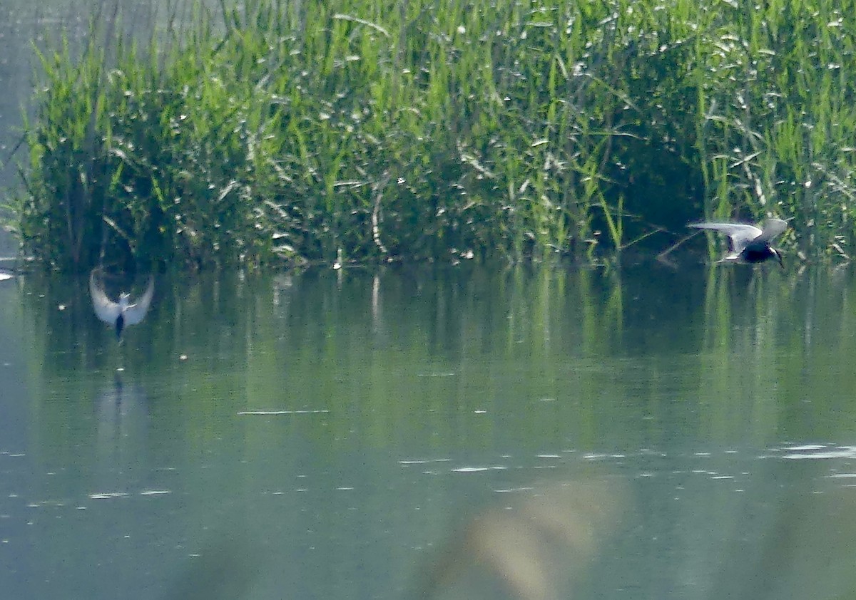 黑腹燕鷗 - ML646362258