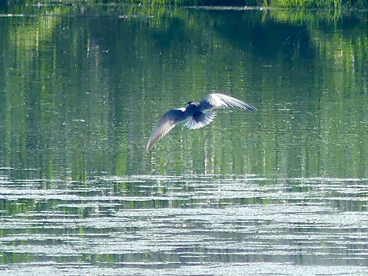 黑腹燕鷗 - ML646362260