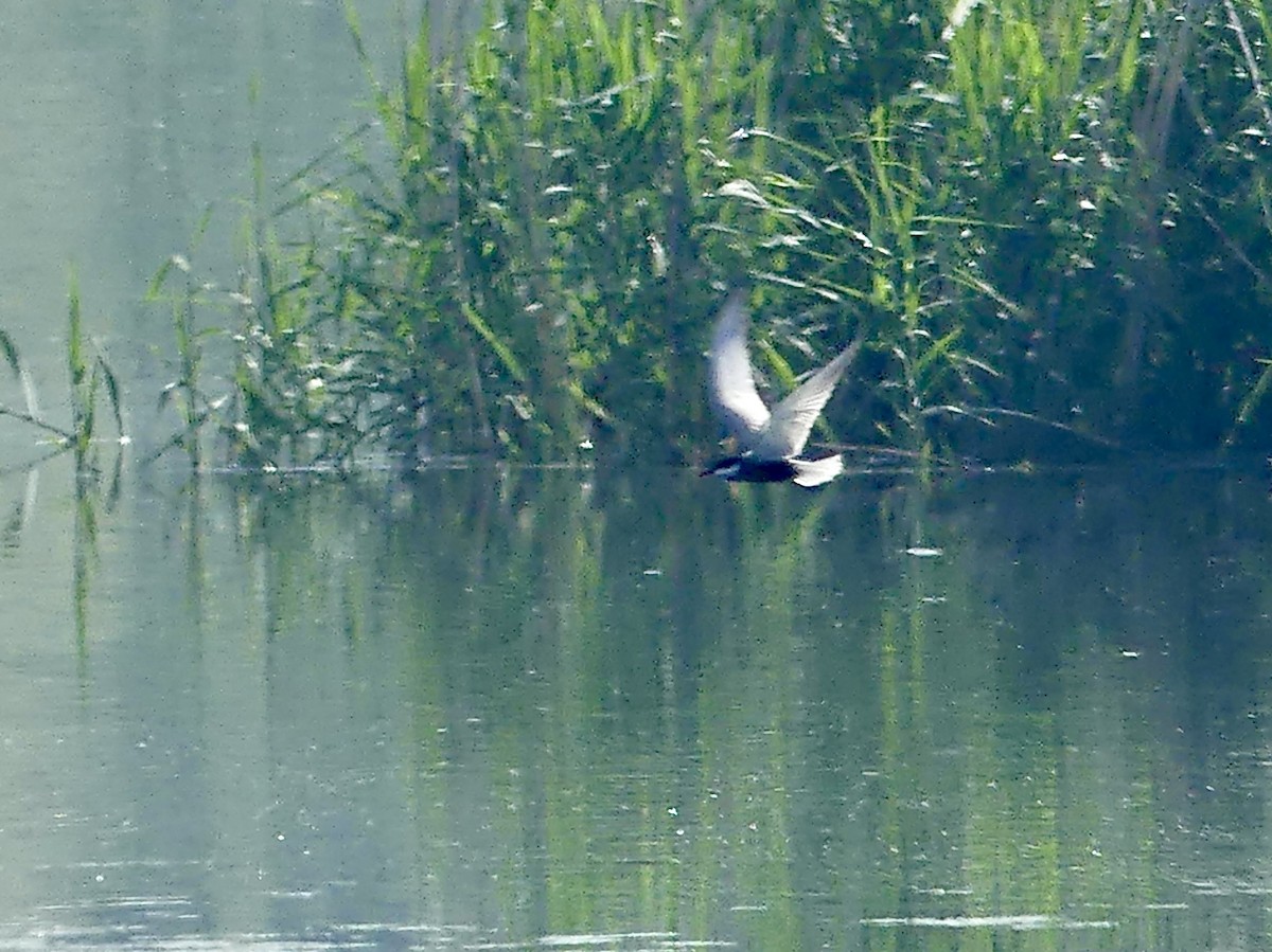 黑腹燕鷗 - ML646362261