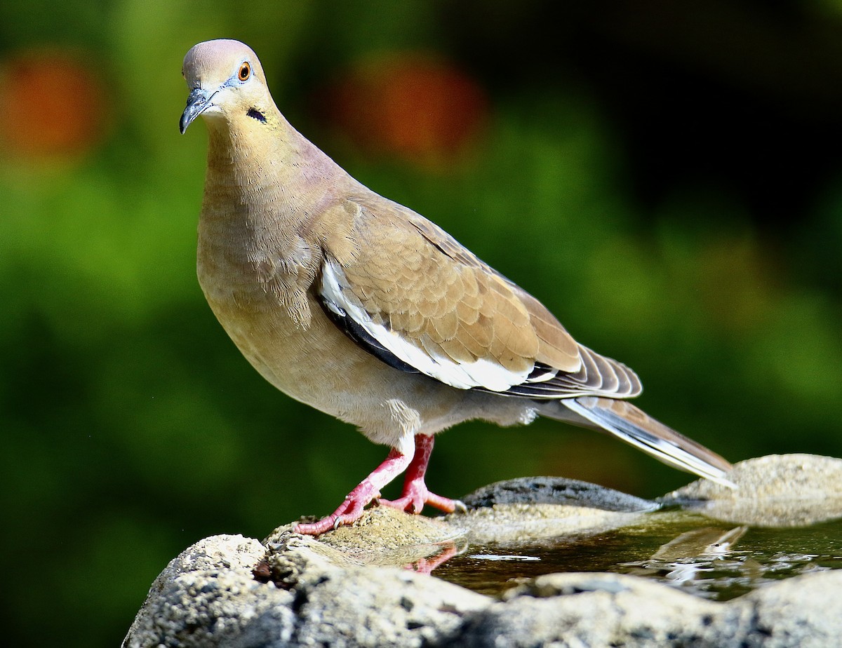 Ak Kanatlı Kumru - ML646362266