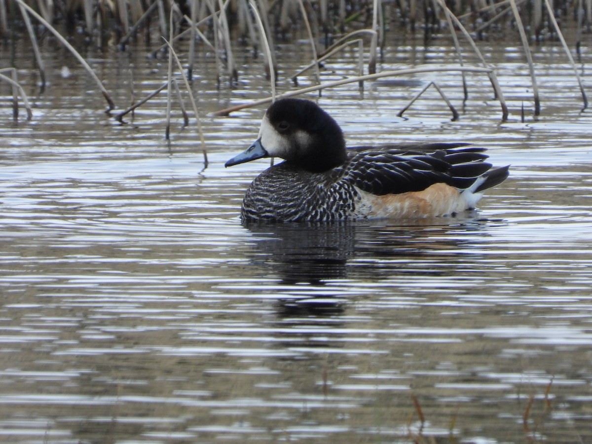 Chiloe Wigeon - ML646362270