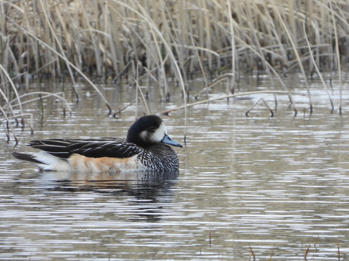 Chiloe Wigeon - ML646362271