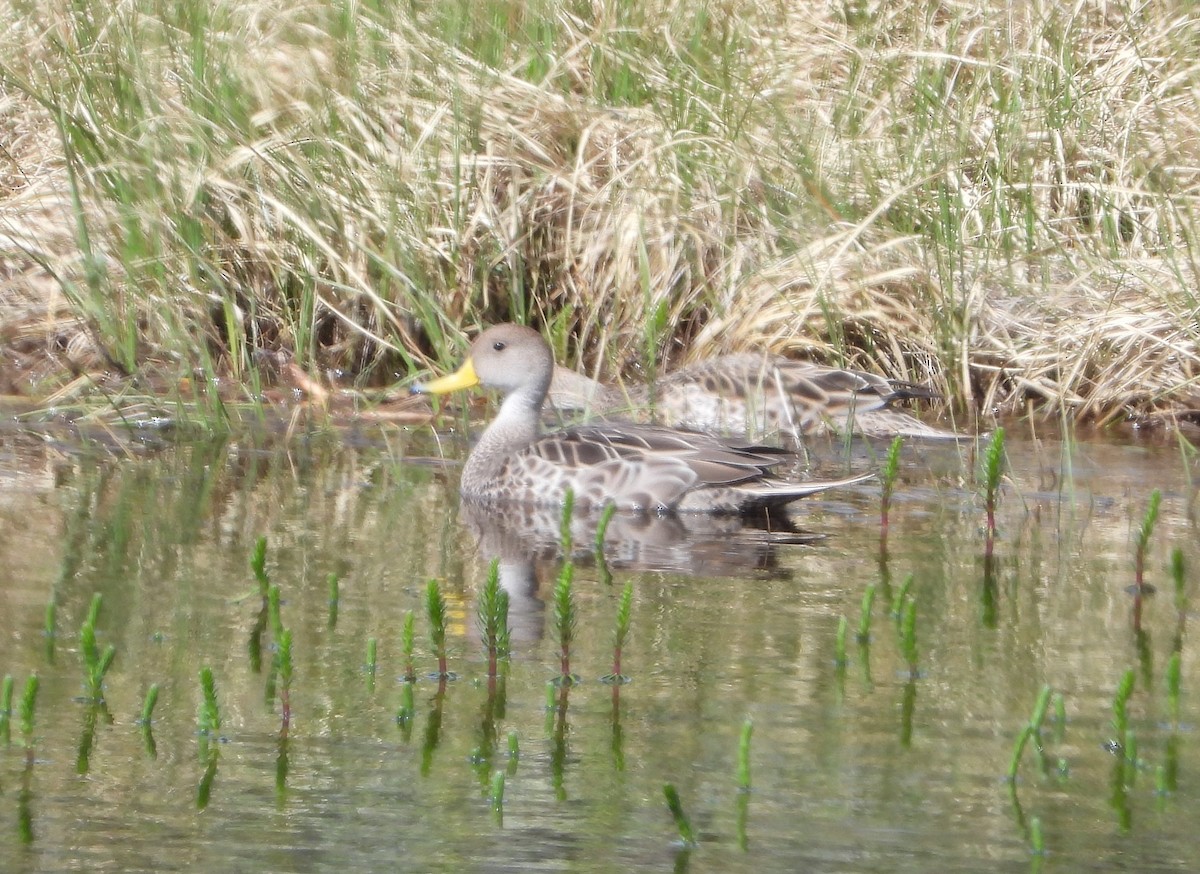 Yellow-billed Pintail - ML646362273