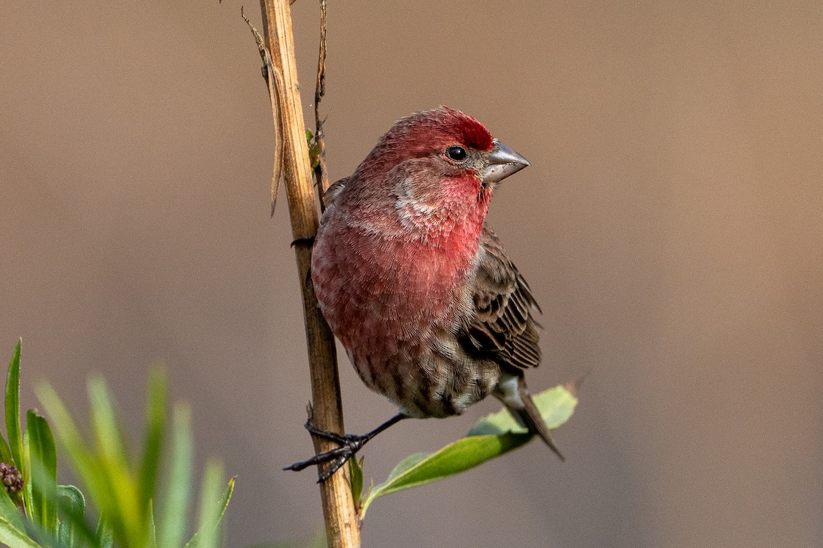 House Finch - ML646362275