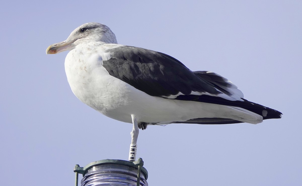 Kelp Gull - ML646362277