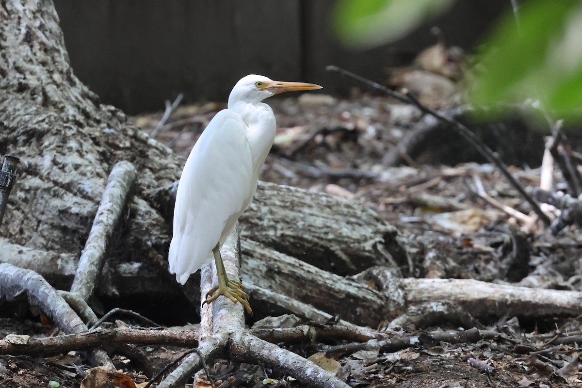 Pacific Reef-Heron - ML646362279