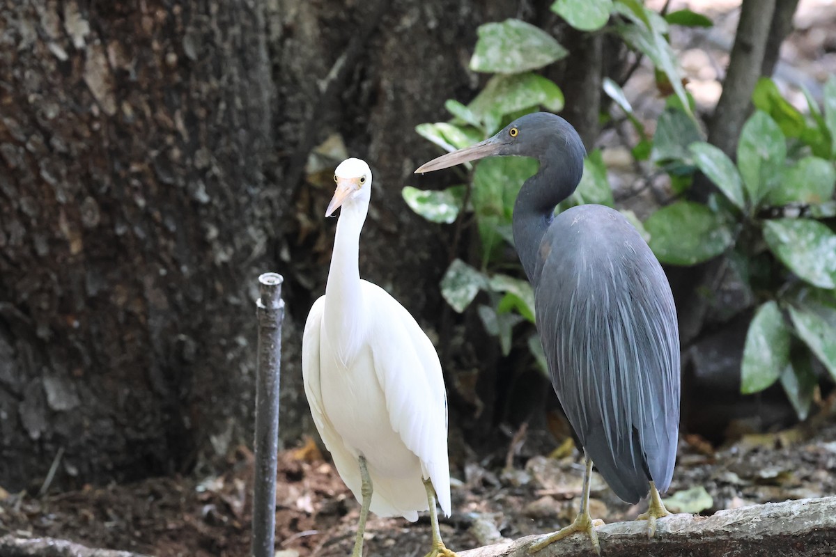 Pacific Reef-Heron - ML646362280