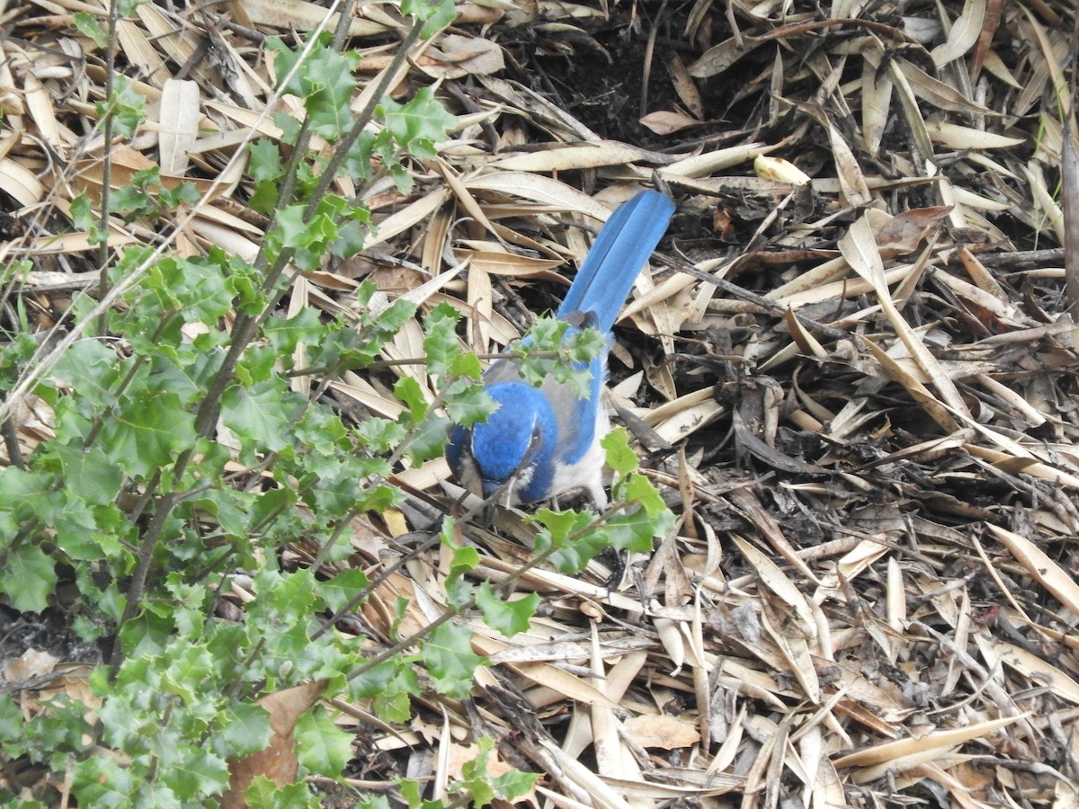 California Scrub-Jay - ML646362284