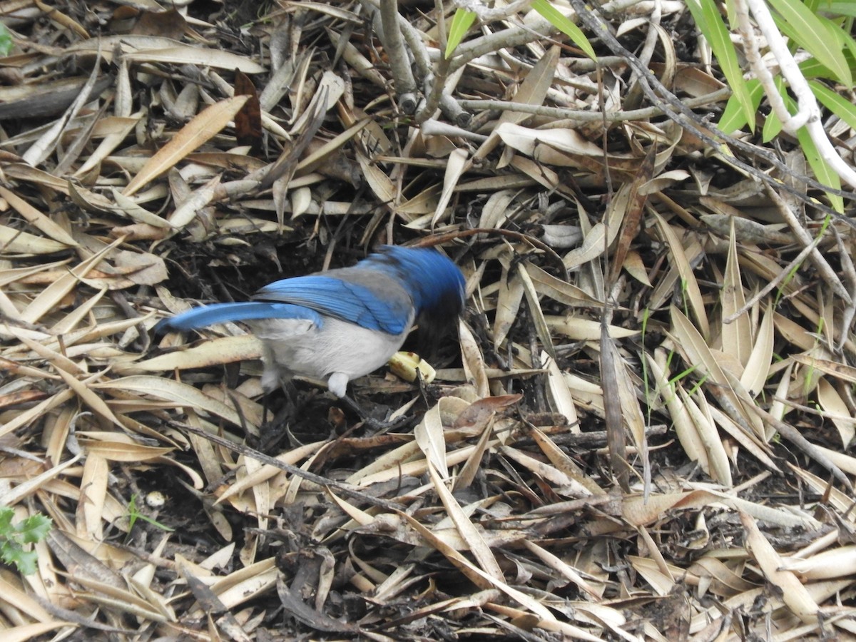 California Scrub-Jay - ML646362285