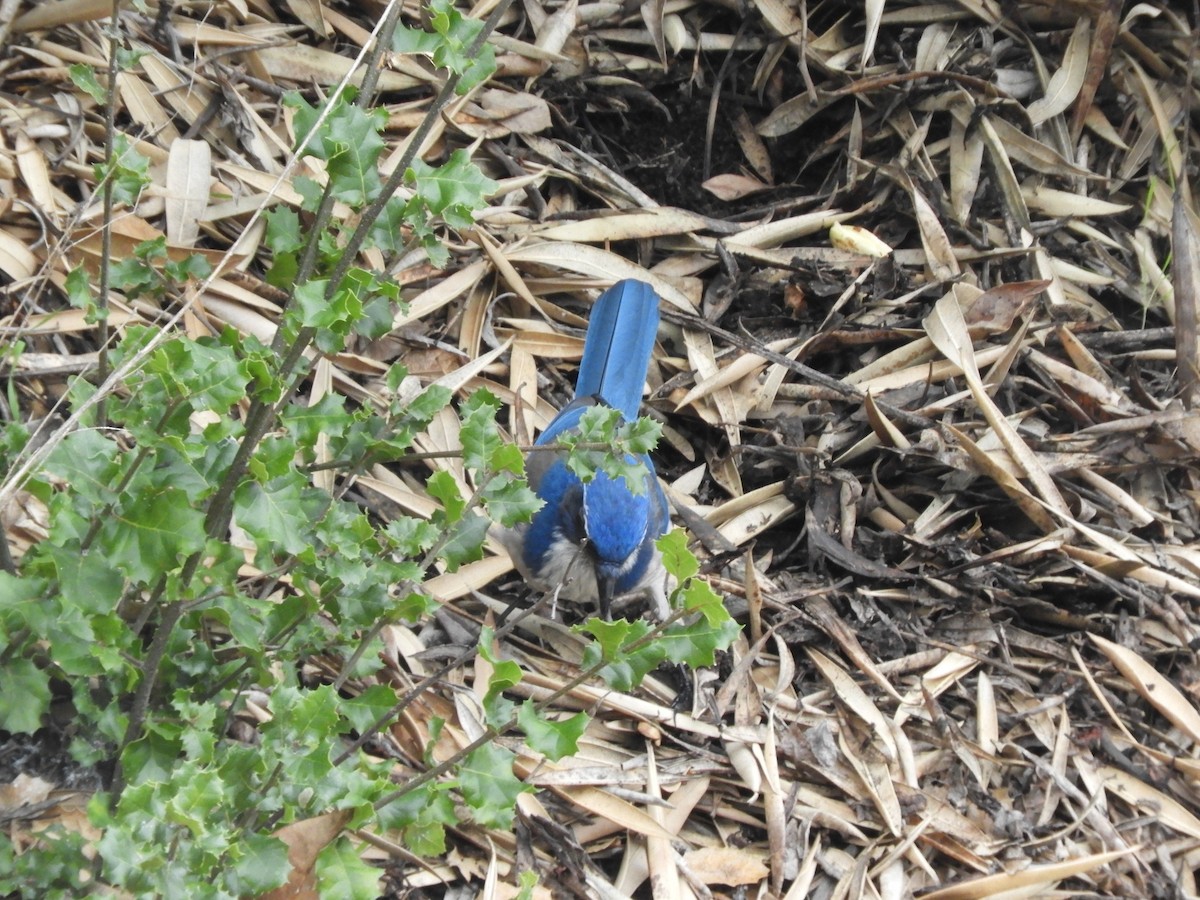 California Scrub-Jay - ML646362286