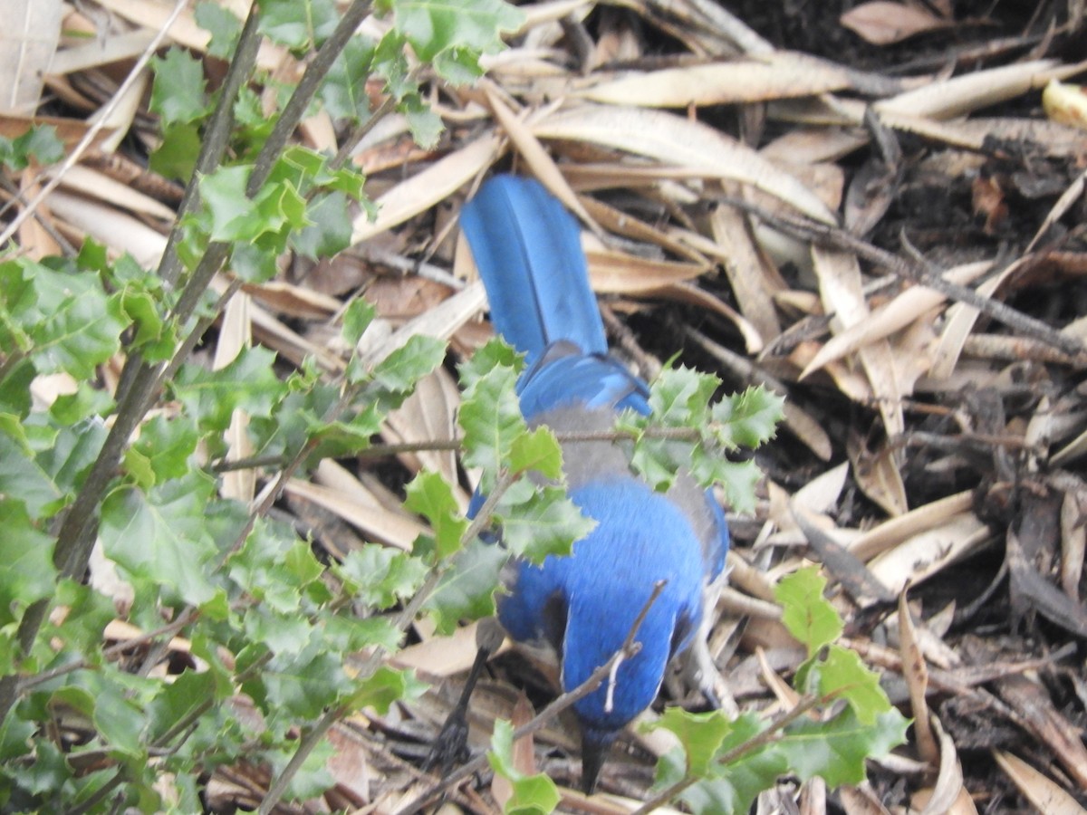 California Scrub-Jay - ML646362287