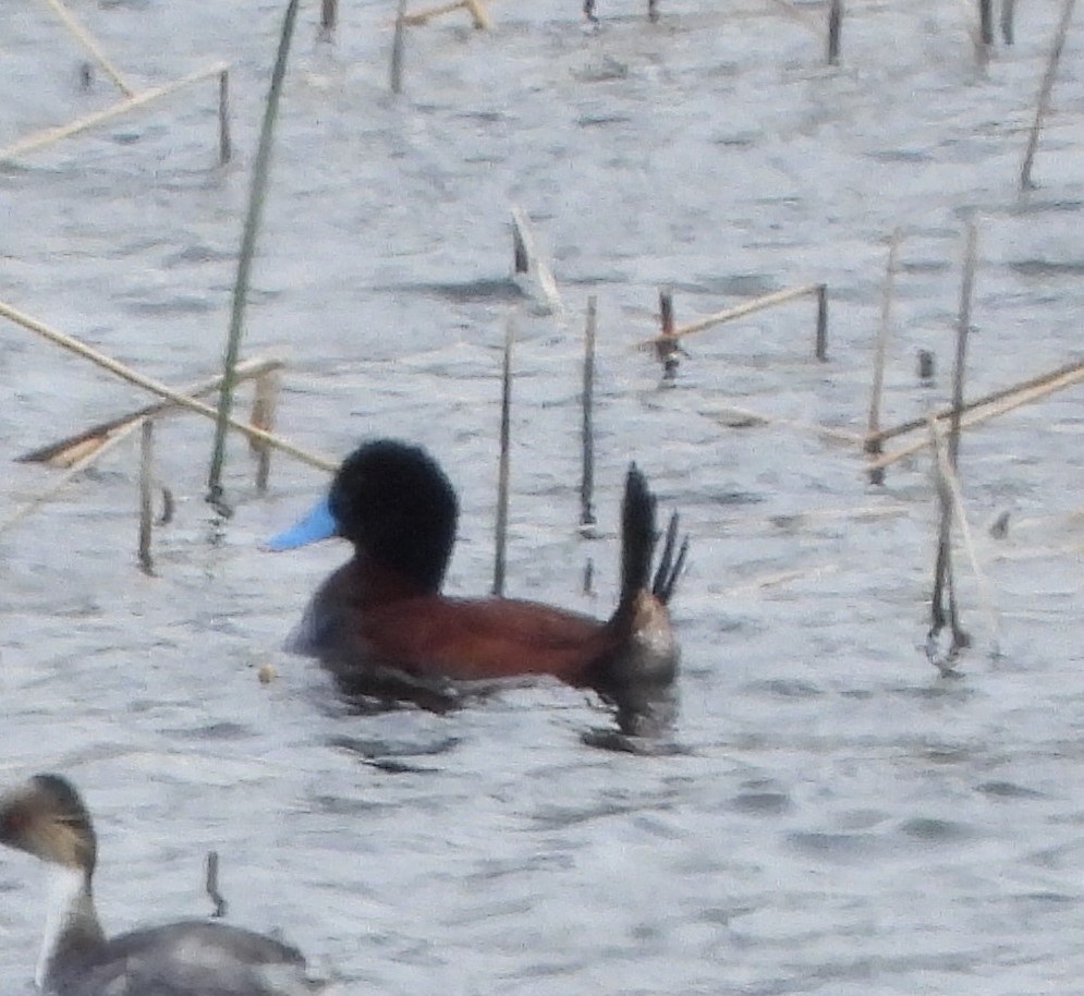 Andean Duck - ML646362288