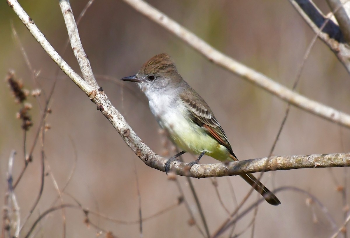 Ash-throated Flycatcher - ML646362289