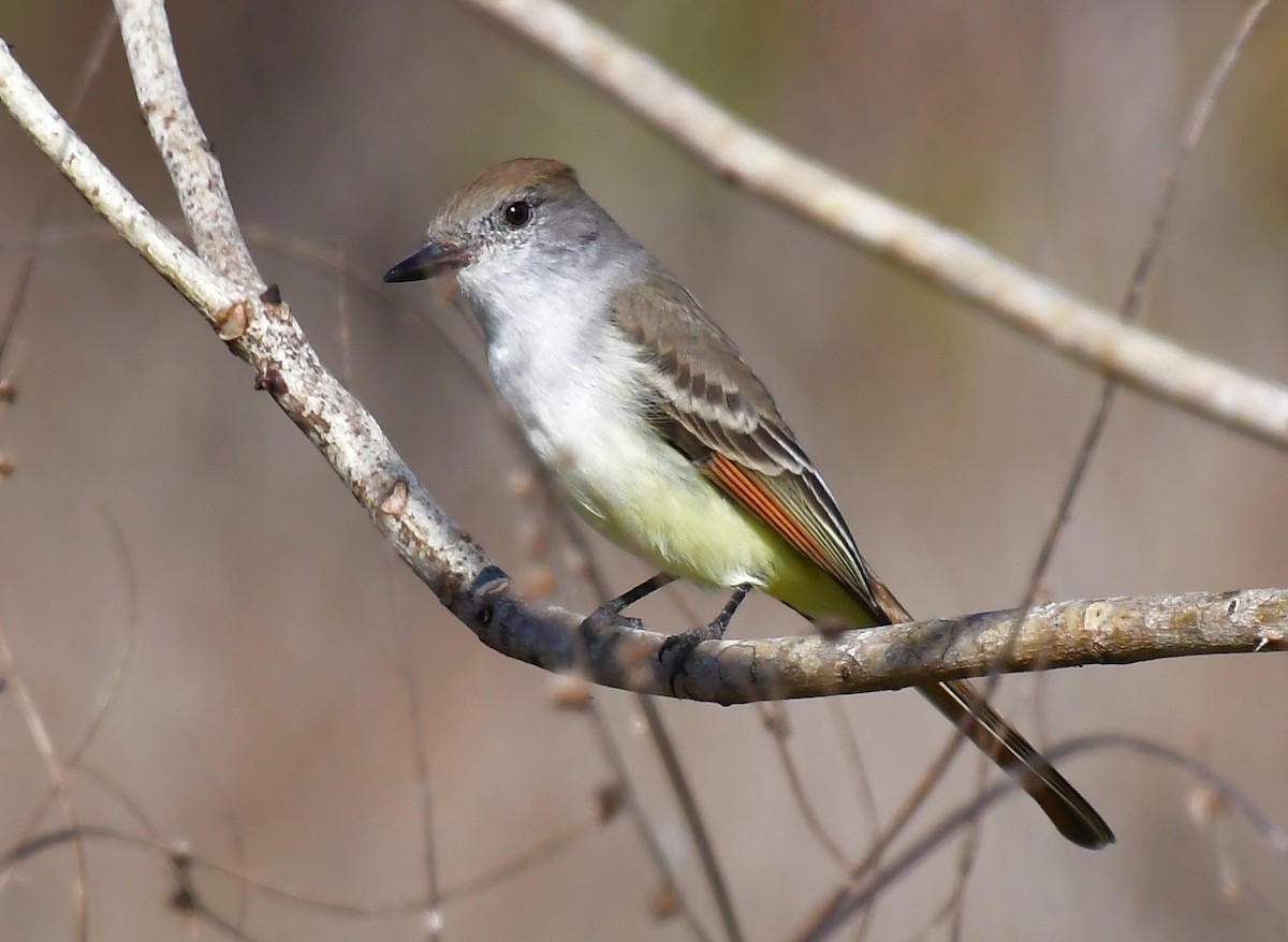 Ash-throated Flycatcher - ML646362290