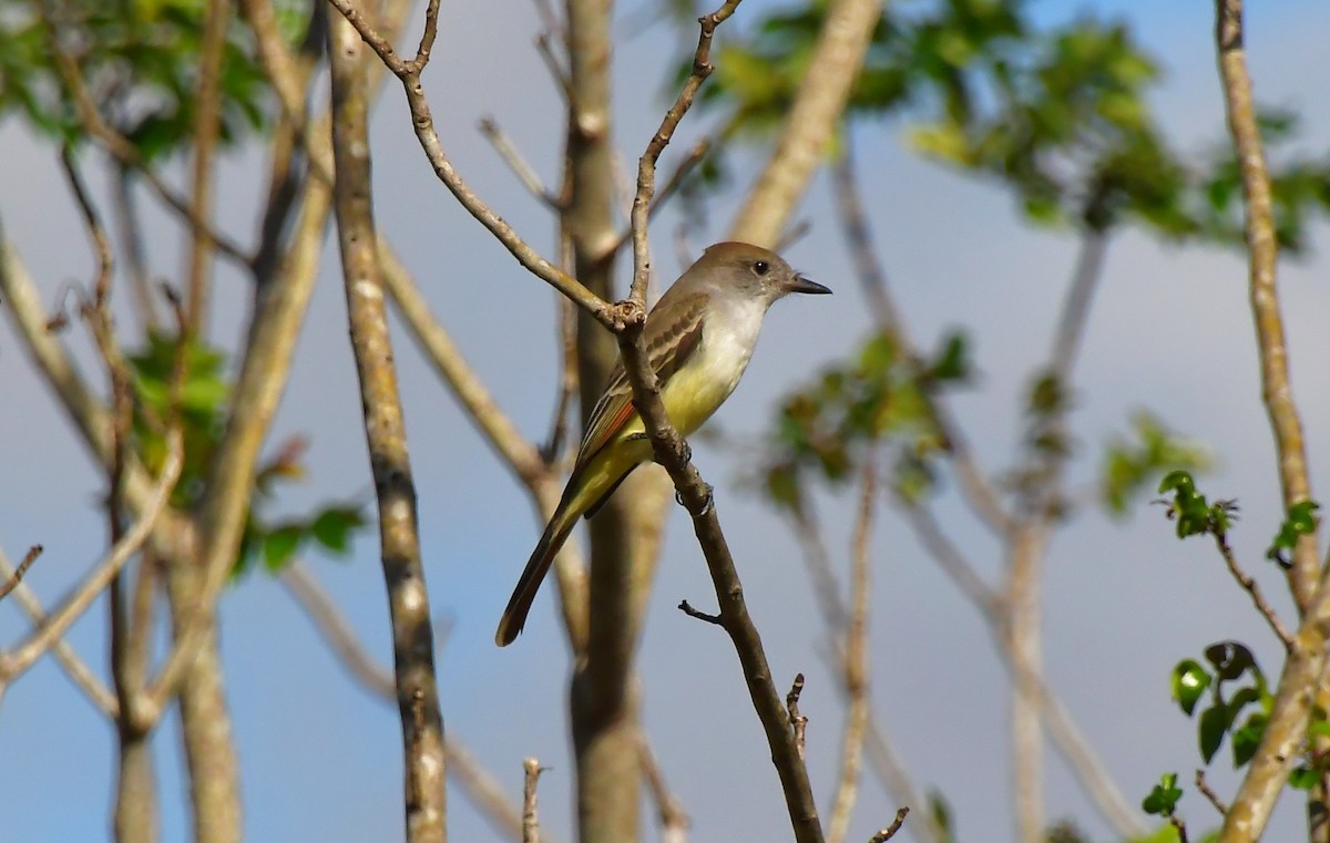 Ash-throated Flycatcher - ML646362291